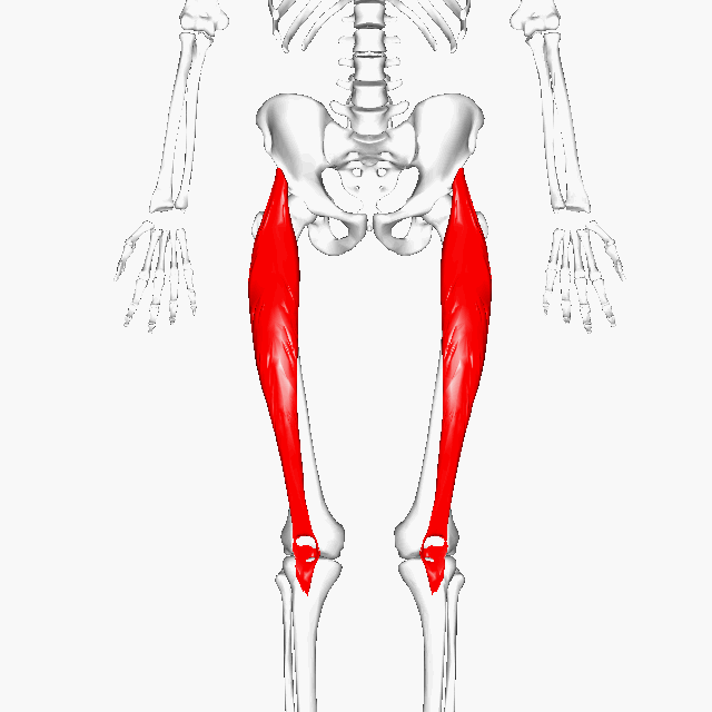 Rectus femoris one of the quadriceps muscle